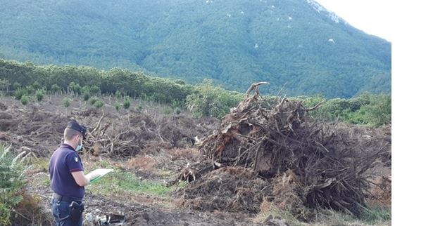 Contolli ambientali: taglio di bosco ed estirpazione di ceppaie