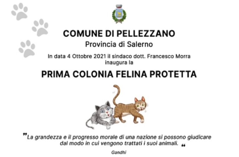Pellezzano, il 4 Ottobre inaugurazione della prima colonia felina protetta