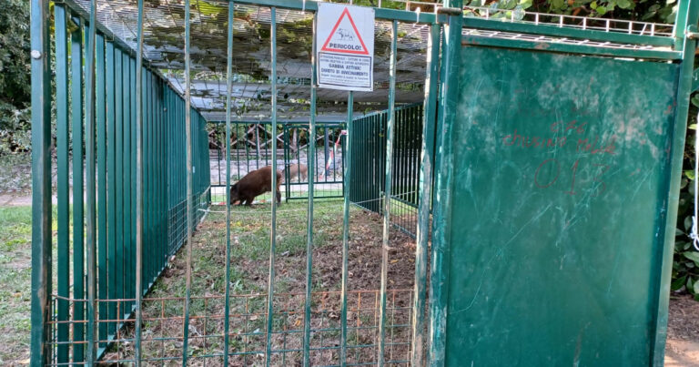 Mercato San Severino, messi in salvo i cinghiali che si aggiravano per il centro del Paese