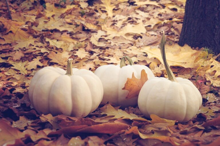 Baronissi, arriva lo “Zucca Day” in occasione di Halloween