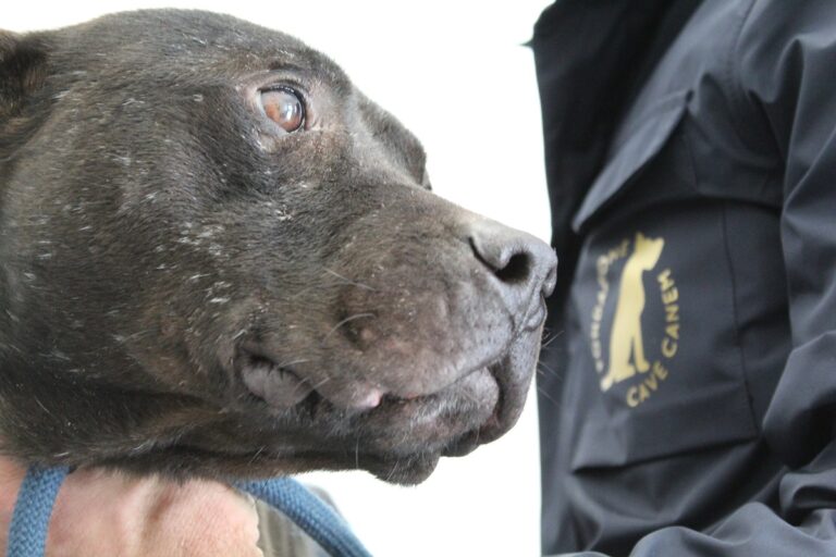 Combattimenti clandestini, sei cani salvati in provincia di Salerno