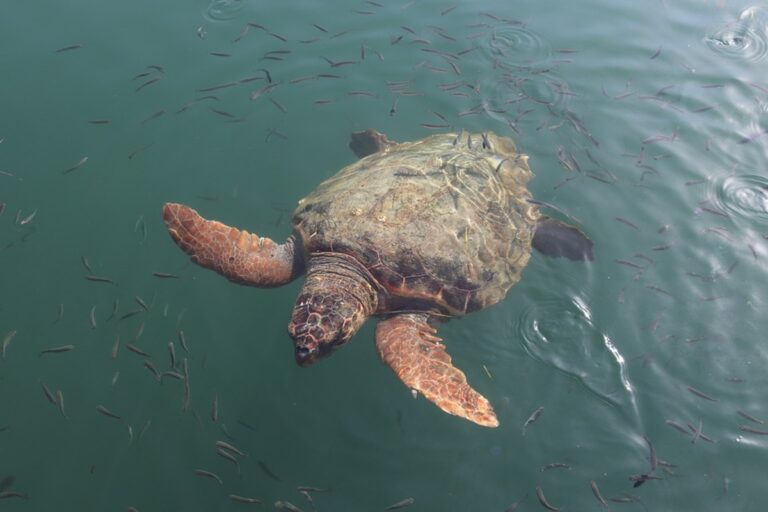 Campania, trovate morte 15 Caretta Caretta sulle spiagge