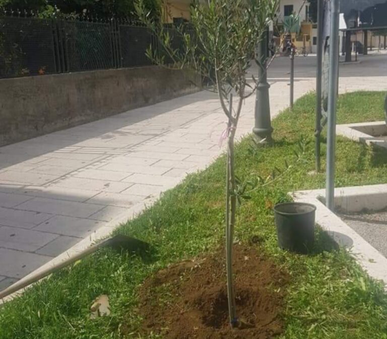 Al Comune di Castel San Giorgio un albero per ogni nuovo nato