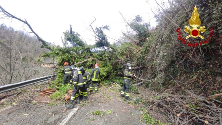 Salerno, alberi caduti su sede stradale