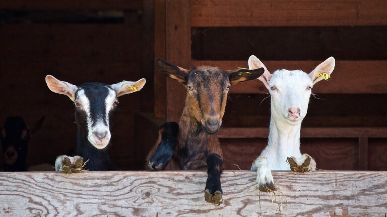 Furti nel Cilento: rubate 50 capre a Caselle in Pittari