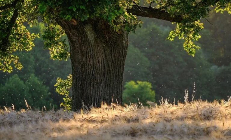 Battipaglia, 500 alberi da piantare con Legambiente