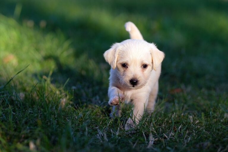 Nocera Superiore: multa per chi non raccoglie le deiezioni canine