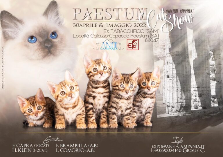 Paestum: arriva la prima esposizione felina internazionale “Paestum Cat Show”