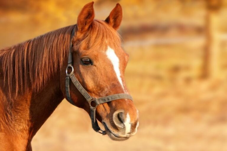 Nocera Inferiore, cavallo si aggira nel cortile della scuola