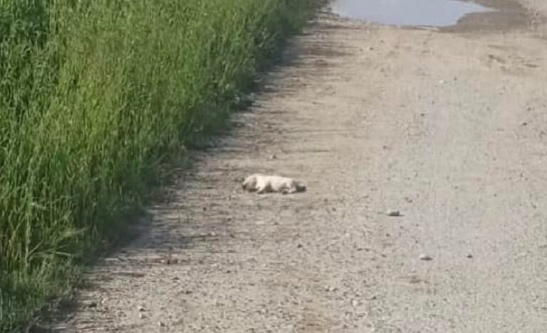 Provincia di Salerno: strage di cuccioli. La denuncia