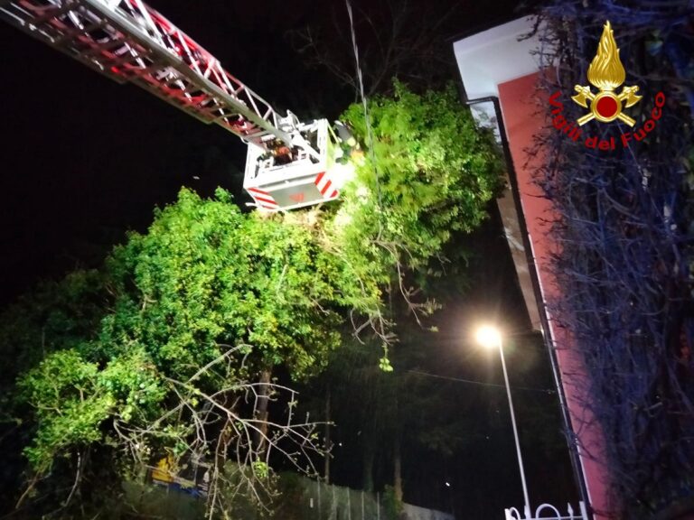 Pellezzano, albero si abbatte su un palazzo: interrotto il transito