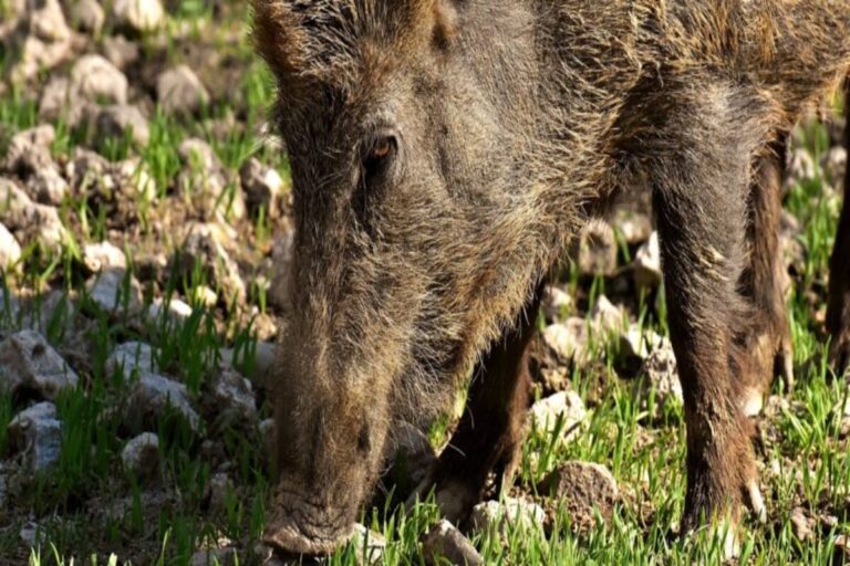 Bracconaggio a Campagna: cinghiale morto in un terreno