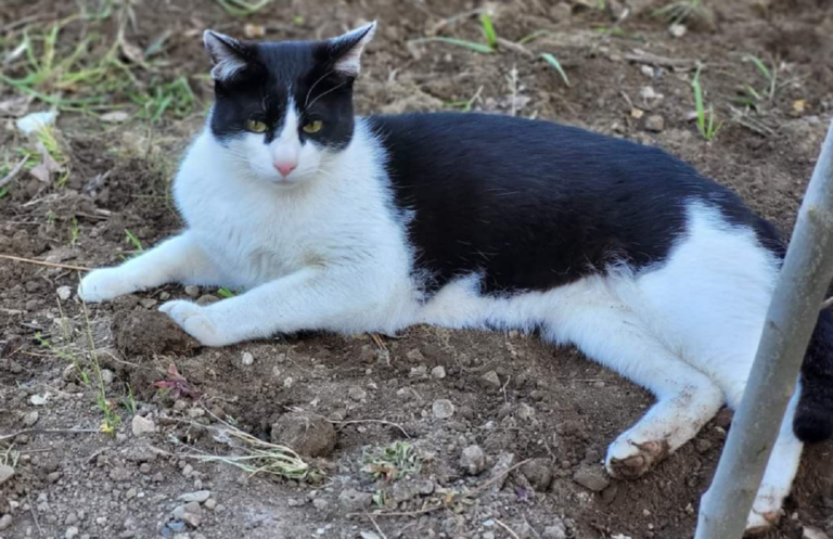 Valle dell’Irno: smarrito gatto europeo maschio