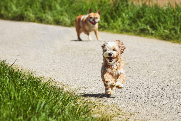 Nocera Inferiore: avvelenamento animali domestici, controlli sul territorio