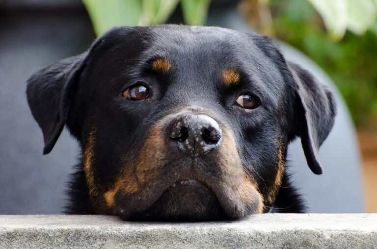 Nocera Inferiore: cucciolo di Rottweiler abbandonato salvato dalla Forestale