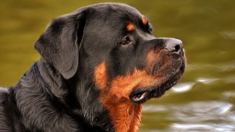 Pontecagnano, due fratellini azzannati da Rottweiler: in ospedale