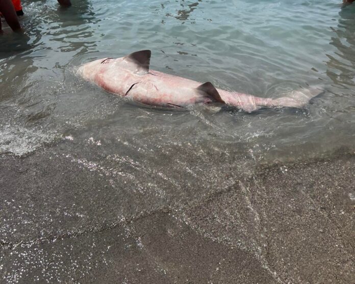 squalo morto Salerno