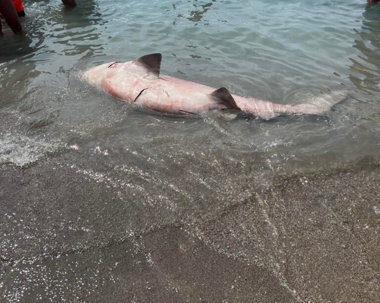 Salerno, trovato squalo morto sull’arenile