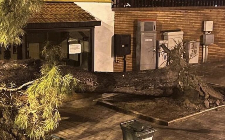 Salerno, tragedia sfiorata: si spezza albero in via Pio XI