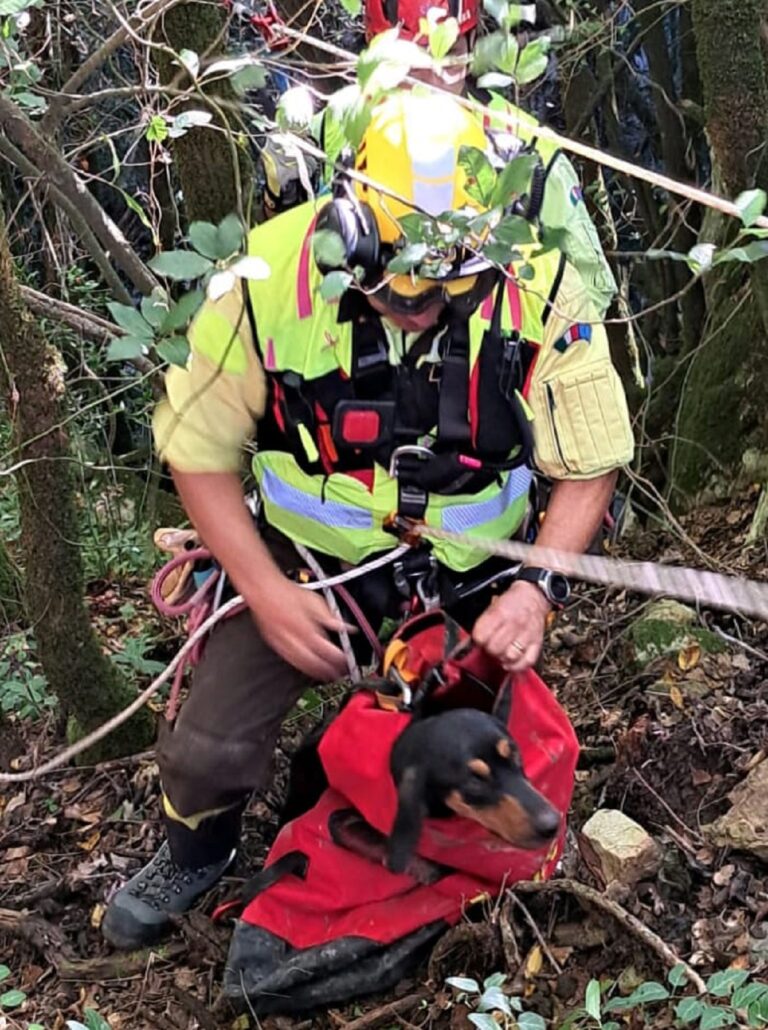 Salerno, disperso il cane di un cacciatore durante una battuta: ritrovato dai Vigili del Fuoco