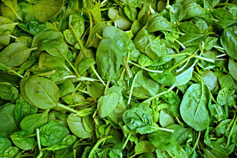 Campania: intossicazioni da mandragora scambiata per spinaci
